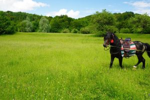 casa thymus cal negru