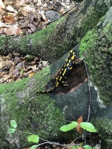 casa thymus salamandra